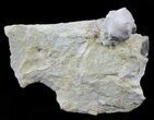 Blastoid (Pentremites) Fossil - Illinois #60133-1